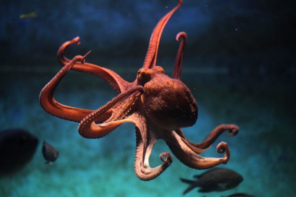 Kraken адрес onion